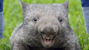 wombat